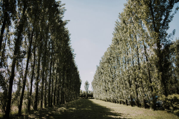 Tesa dei Tiepolo - Giardino